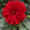Dahlien (Farbmix) – Bild 5