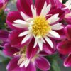 Dahlien (Farbmix) – Bild 6