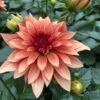 Dahlien (Farbmix) – Bild 3