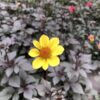 Dahlien Lubega (Farbmix) – Bild 5