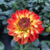 Dahlien Lubega (Farbmix) – Bild 6