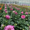Dahlien Lubega (Farbmix) – Bild 7