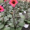 Dahlien Lubega (Farbmix) – Bild 8
