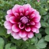 Dahlien Lubega (Farbmix) – Bild 9