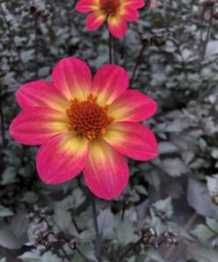 Alternative view of Dahlien Lubega (Farbmix)