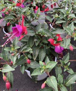 Fuchsie