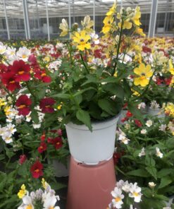 Nemesia TrioMio