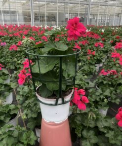Pelargonium Peltatum, hängend (Farbmix)