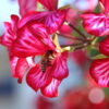 Pelargonium Peltatum, hängend (Farbmix) – Bild 2