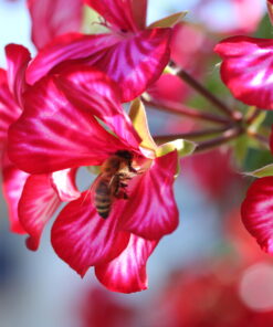 Alternative view of Pelargonium Peltatum, hängend (Farbmix)