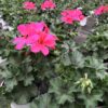 Pelargonium Peltatum, hängend (Farbmix) – Bild 5