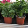 Pelargonium Peltatum, hängend (Farbmix) – Bild 6