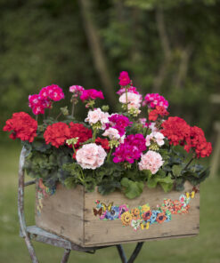 Pelargonium Zonale, stehend (Farbmix)