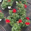 Pelargonium Calliope, halbhängend (Farbmix)