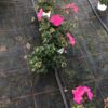 Pelargonium Calliope, halbhängend (Farbmix) – Bild 2