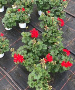 Pelargonium Calliope, halbhängend (Farbmix)