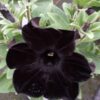 Petunia hängend (Farbmix) – Bild 15