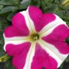 Petunia hängend (Farbmix) – Bild 8