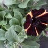 Petunia hängend (Farbmix) – Bild 14