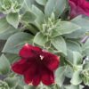 Petunia hängend (Farbmix) – Bild 13