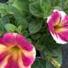 Petunia hängend (Farbmix) – Bild 12