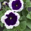 Petunia hängend (Farbmix) – Bild 11