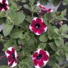 Petunia hängend (Farbmix) – Bild 10