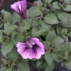 Petunia hängend (Farbmix) – Bild 9