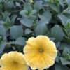 Petunia hängend (Farbmix) – Bild 7