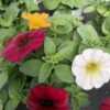 Petunia hängend (Farbmix) – Bild 6