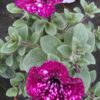 Petunia Sky (Farbmix) – Bild 3