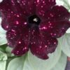 Petunia Sky (Farbmix) – Bild 2