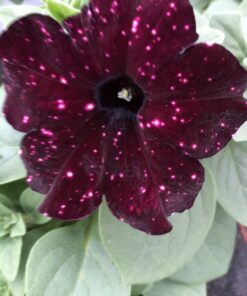 Alternative view of Petunia Sky (Farbmix)