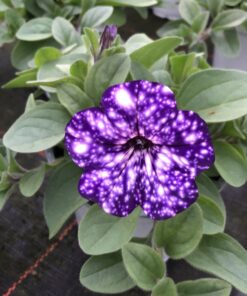 Petunia Sky (Farbmix)