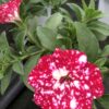 Petunia Sky (Farbmix) – Bild 4