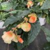 Begonien hängend – Bild 5
