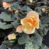 Begonien hängend – Bild 3