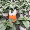 Salvia – Bild 2