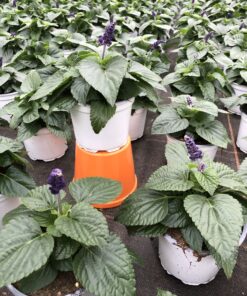 Alternative view of Salvia