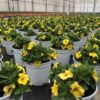 Calibrachoa 'Million Bells' (Farbmix) – Bild 3