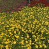 Calibrachoa 'Million Bells' (Farbmix) – Bild 2