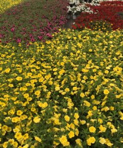 Alternative view of Calibrachoa 'Million Bells' (Farbmix)