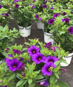 Calibrachoa 'Million Bells' (Farbmix)