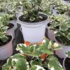 Plectranthus