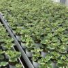 Plectranthus – Bild 2