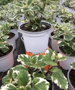 Plectranthus