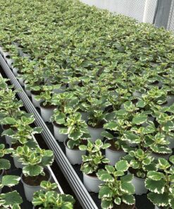 Alternative view of Plectranthus