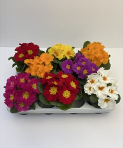 Primula (Farbmix)