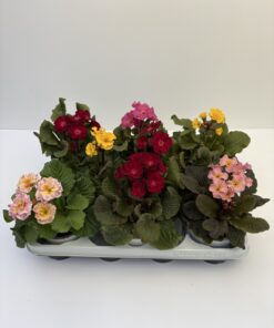 Primula Elatior Merlin (Farbmix)