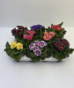 Primula Sirocco (Farbmix)